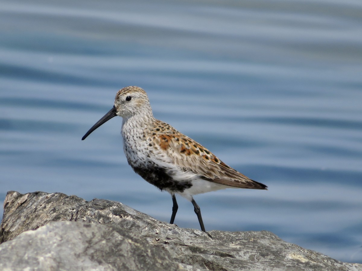 Dunlin - karl  schmidt