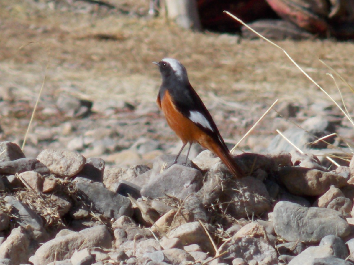 White-winged Redstart - ML619182230