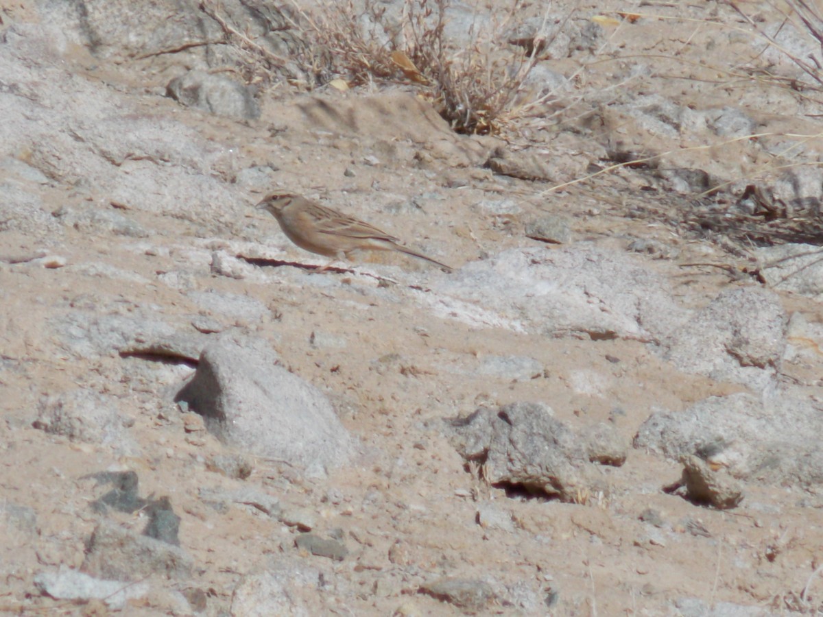 Emberiza sp. - Daler Kaziev