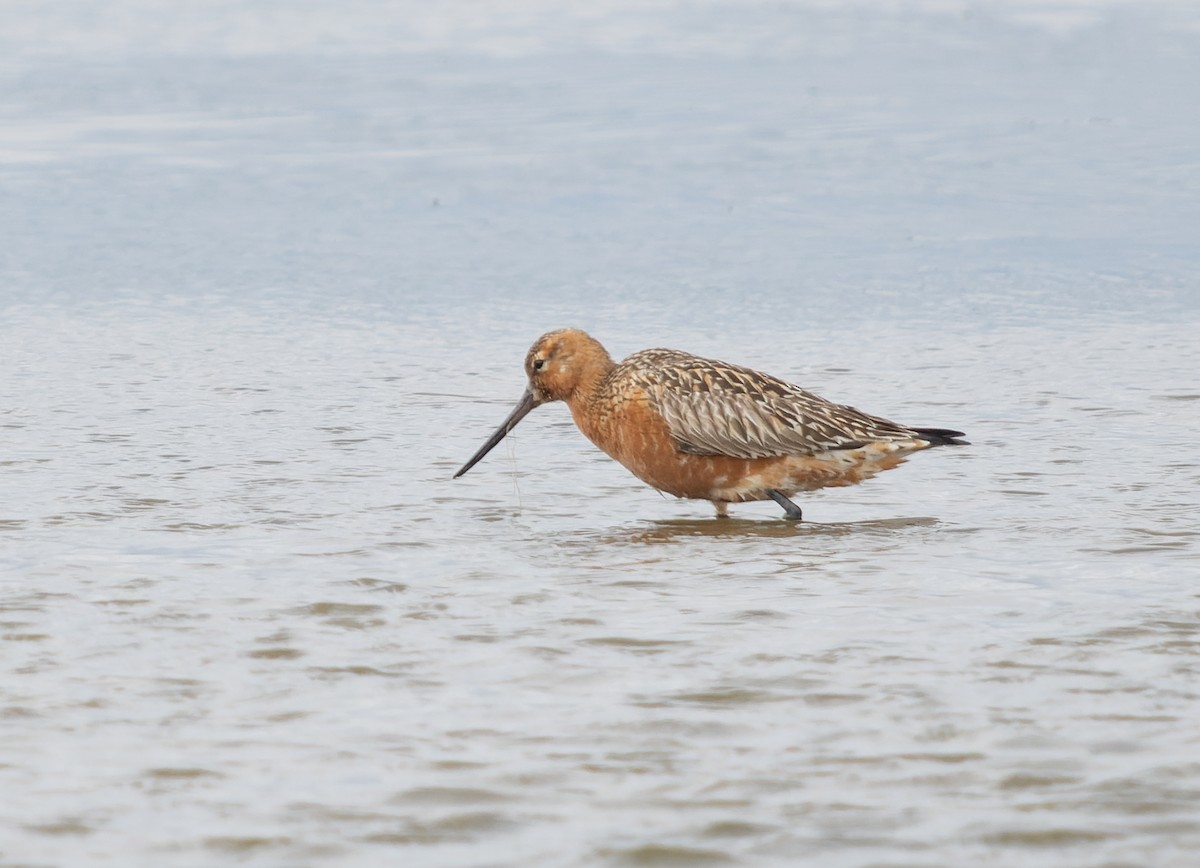 Bar-tailed Godwit - Simon Colenutt