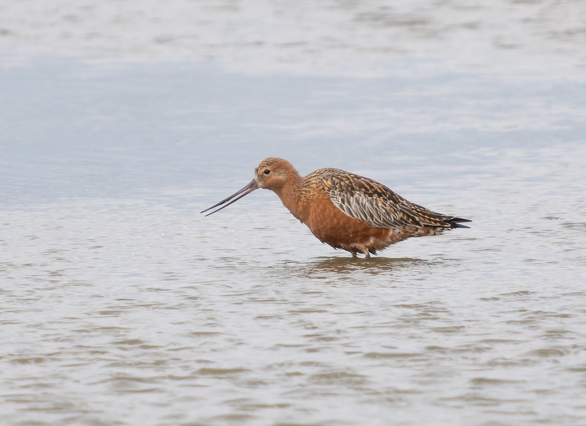 Bar-tailed Godwit - Simon Colenutt