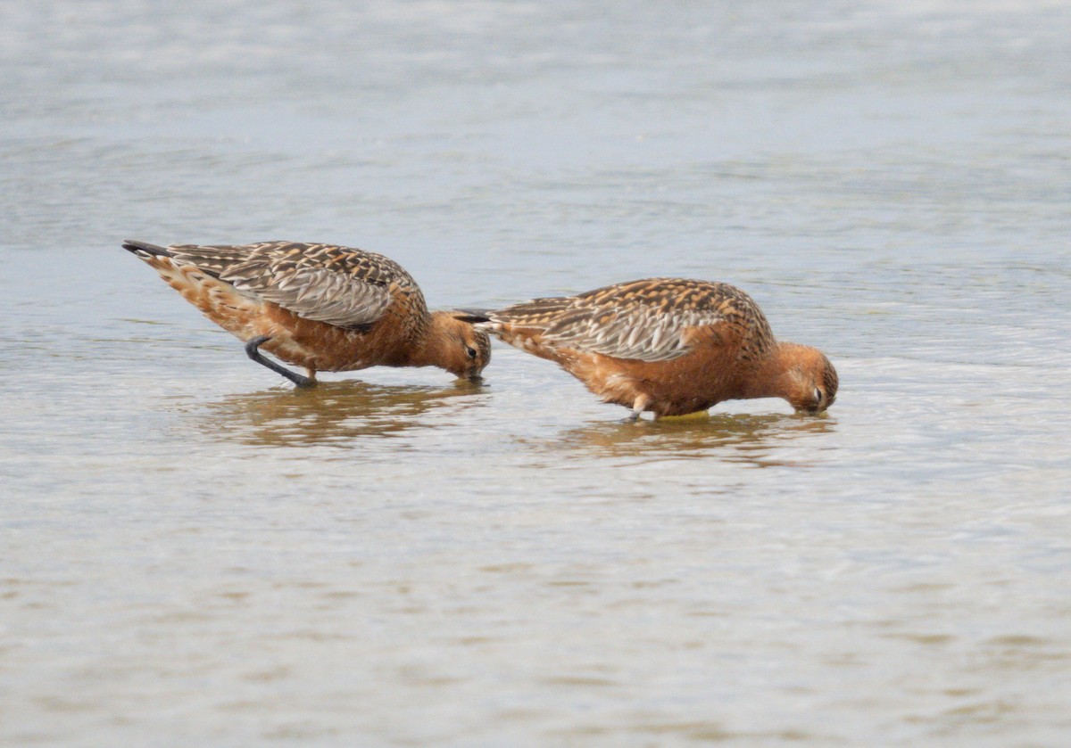 Bar-tailed Godwit - Simon Colenutt