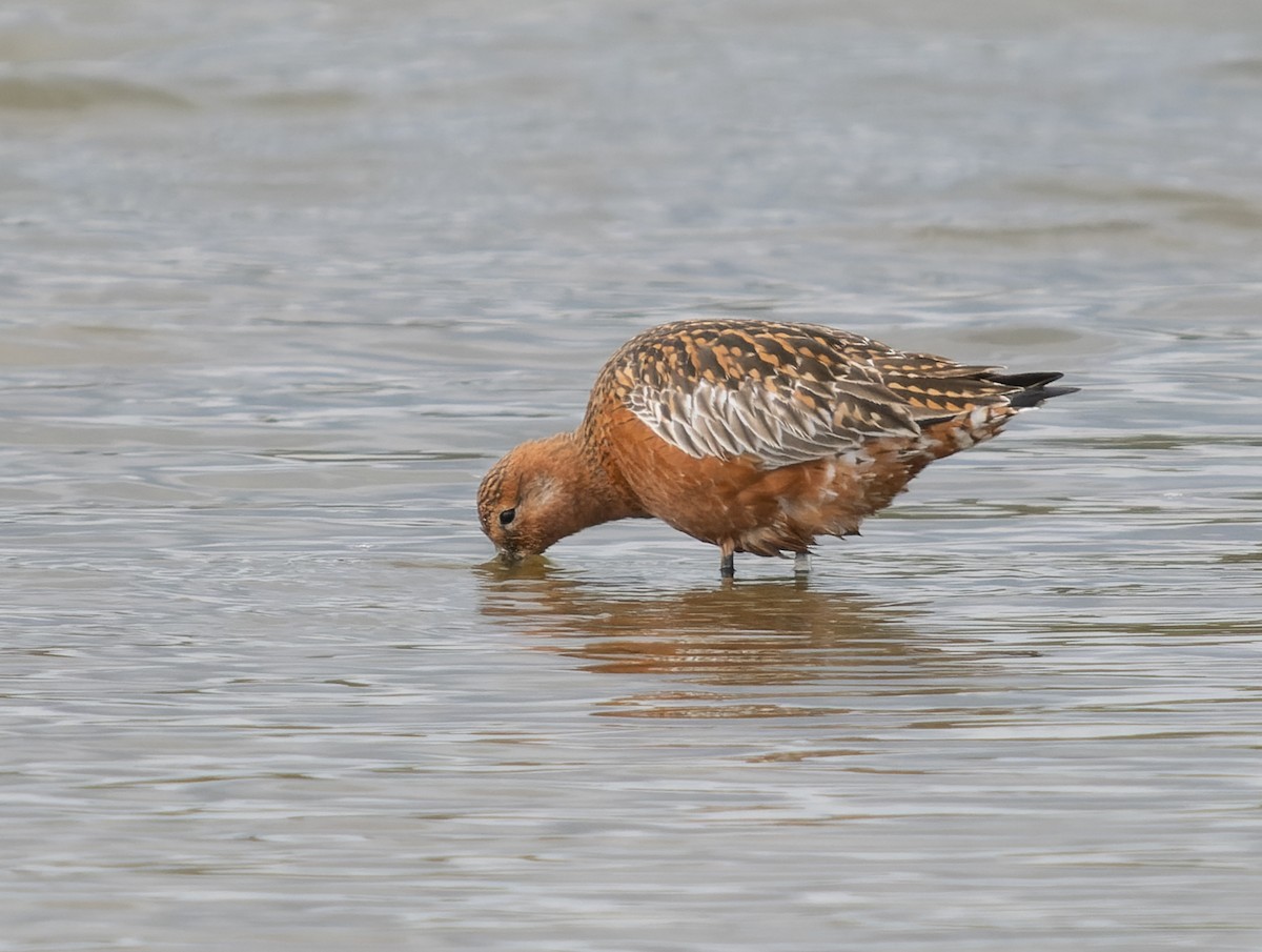 Bar-tailed Godwit - Simon Colenutt