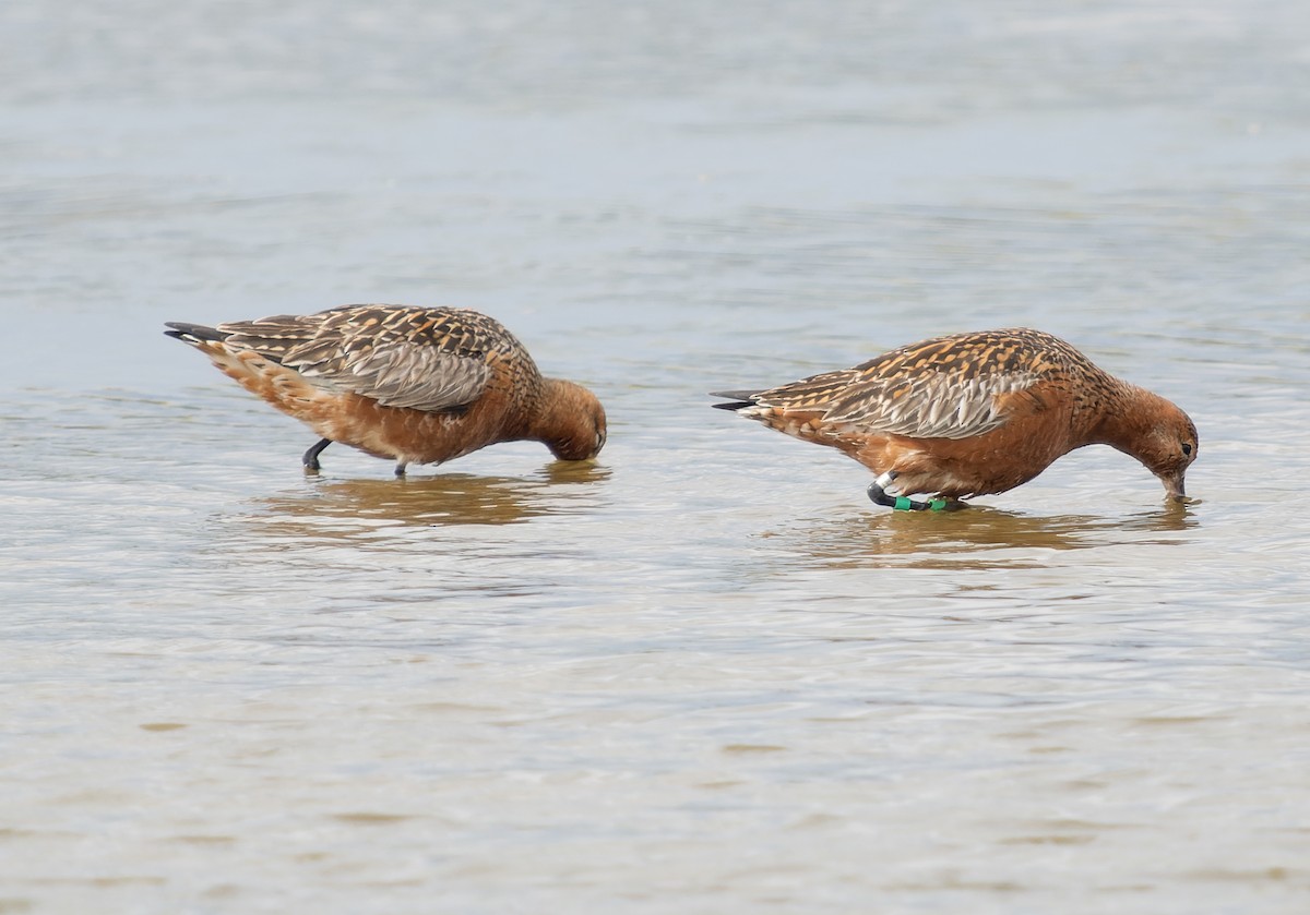 Bar-tailed Godwit - Simon Colenutt