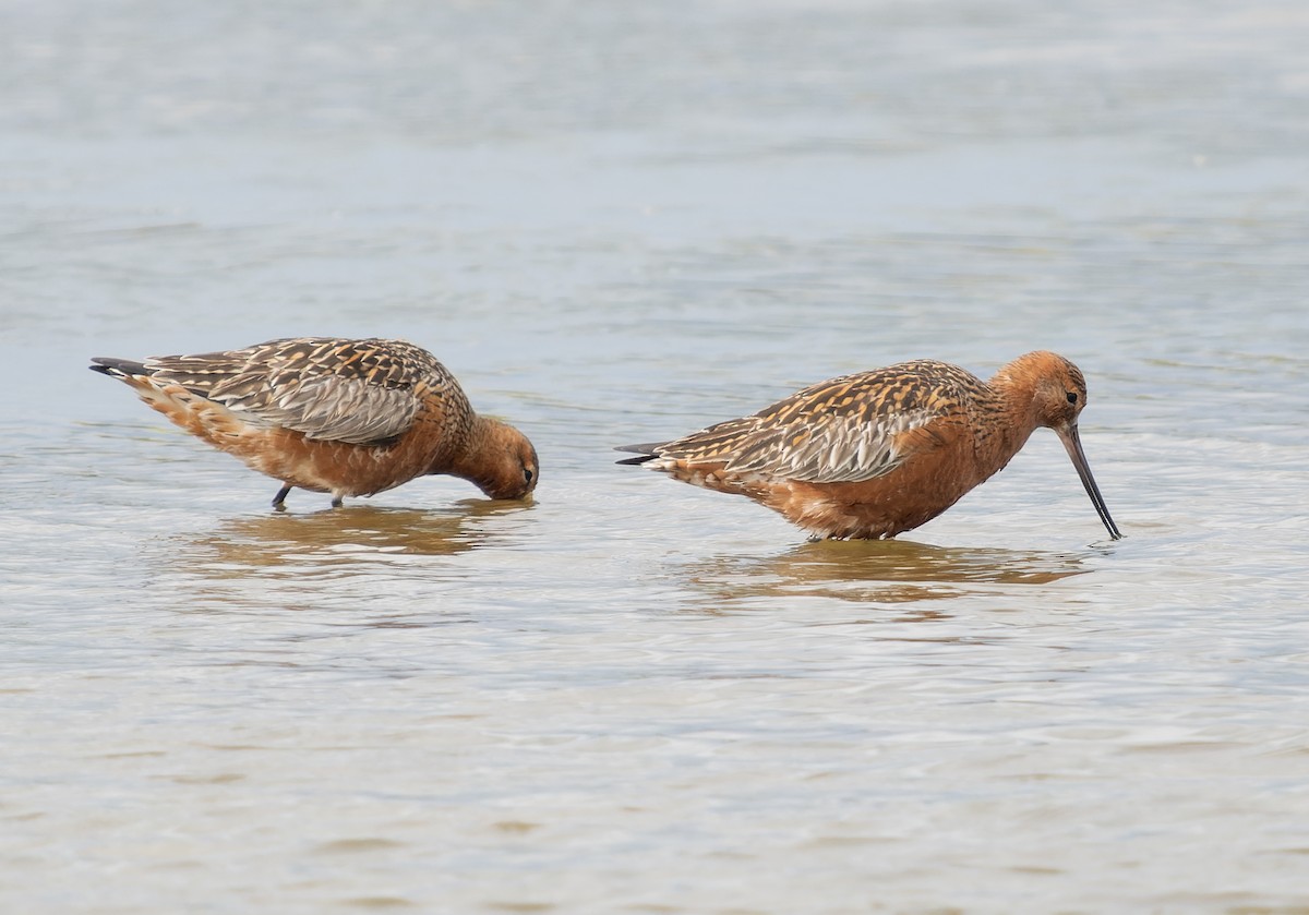 Bar-tailed Godwit - Simon Colenutt