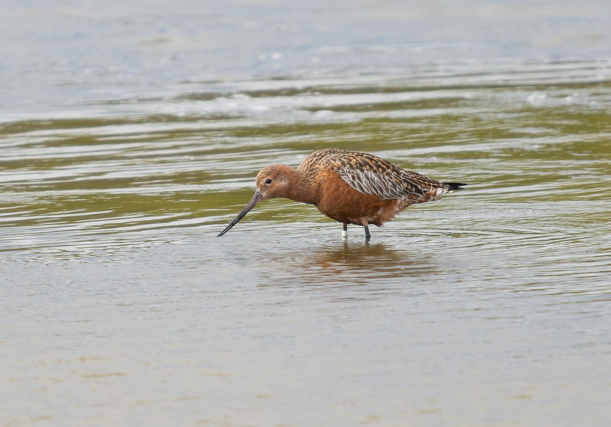 Bar-tailed Godwit - Simon Colenutt