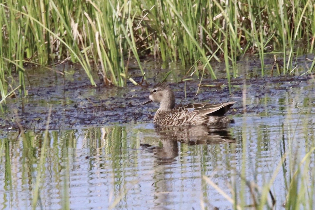 Blue-winged Teal - ML619182258