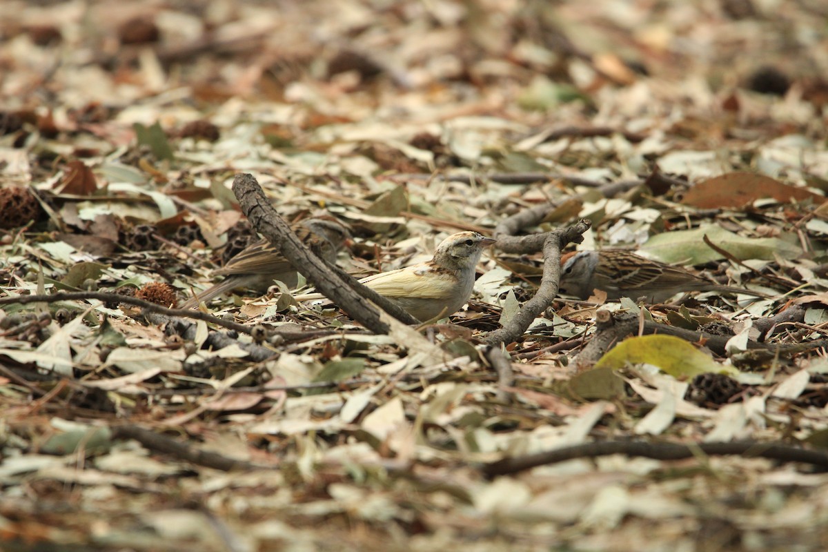 Chipping Sparrow - Alejandro Vidal