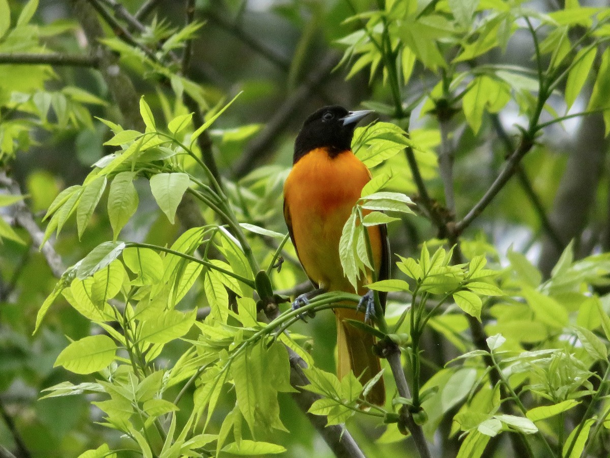 Baltimore Oriole - karl  schmidt