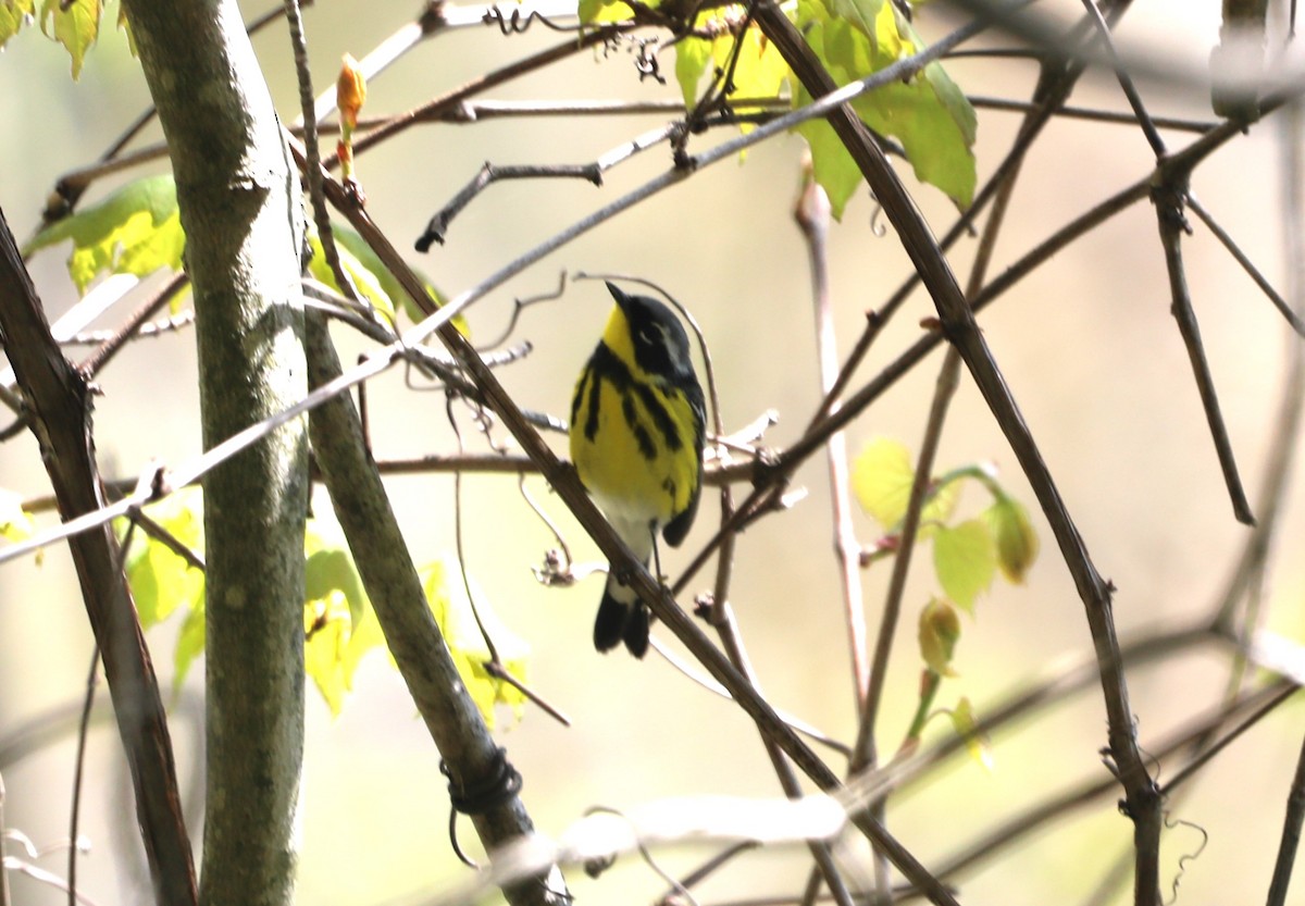 Magnolia Warbler - ML619182311