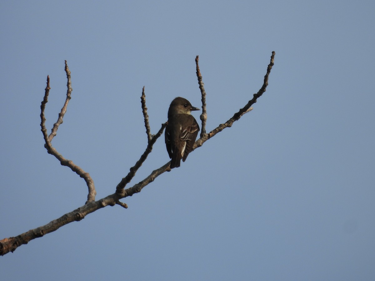 Olive-sided Flycatcher - ML619182315