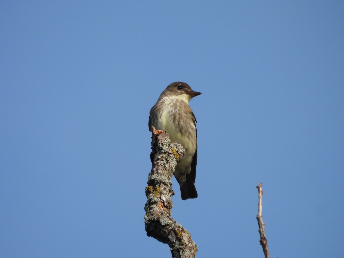 Olive-sided Flycatcher - ML619182318