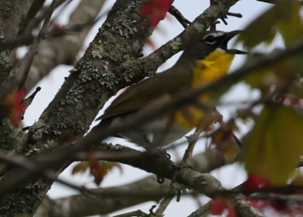 Yellow-breasted Chat - David Nicosia