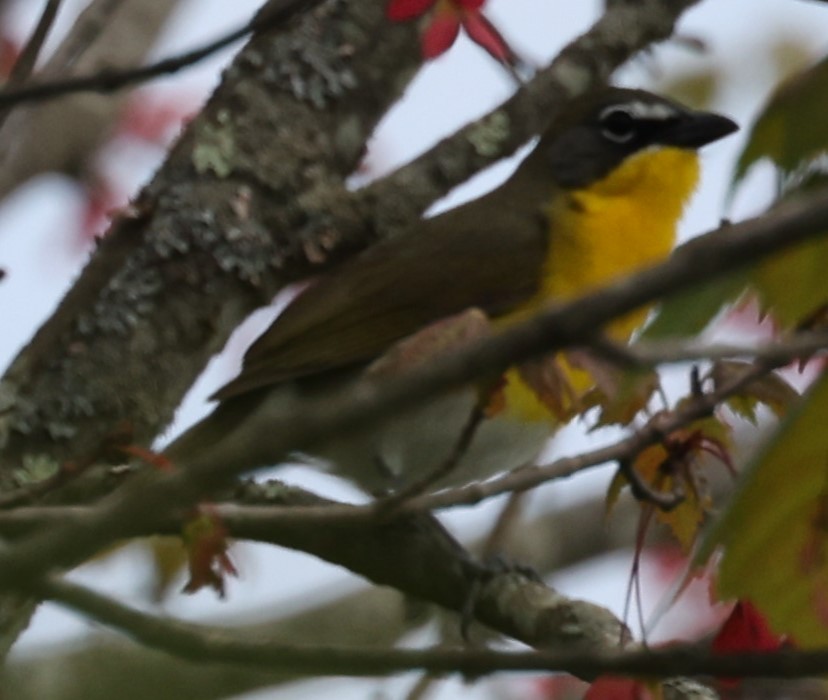 Yellow-breasted Chat - David Nicosia