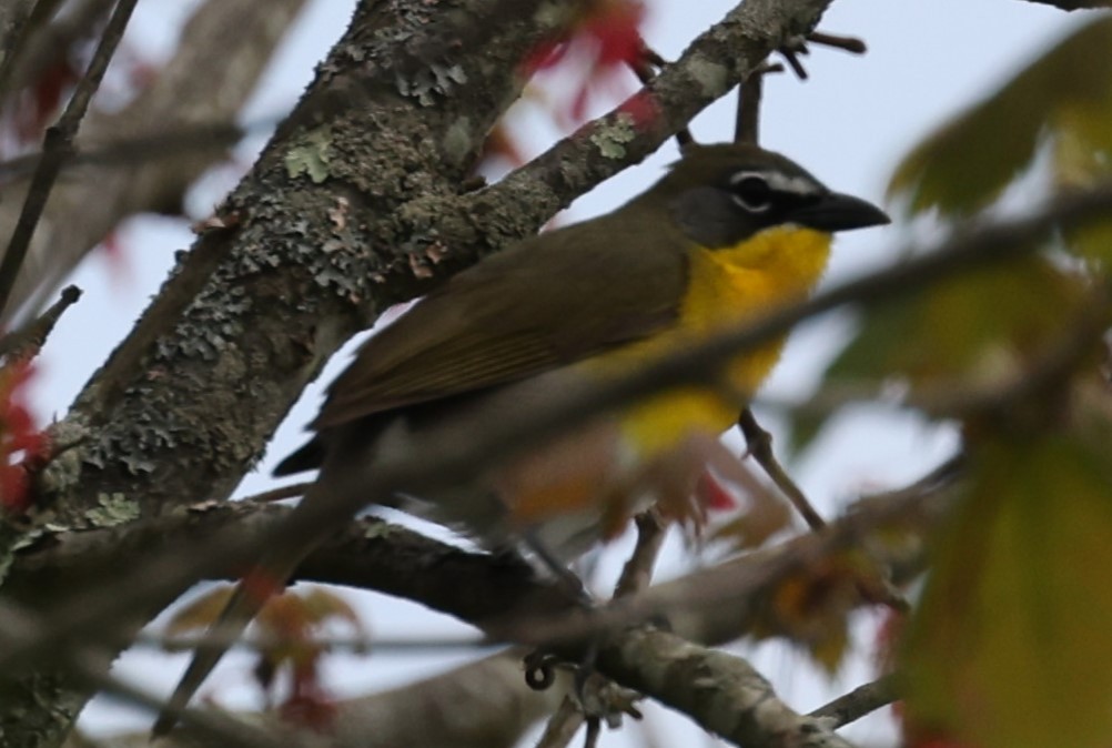 Yellow-breasted Chat - David Nicosia