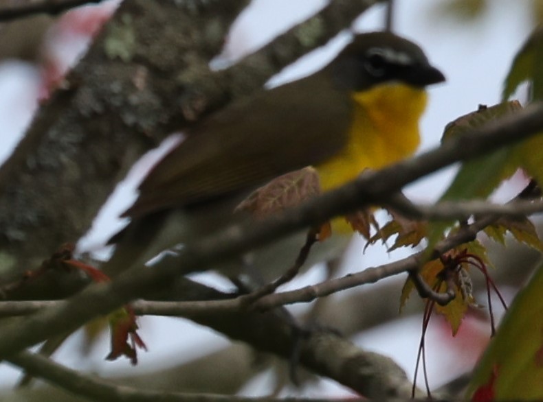 Yellow-breasted Chat - David Nicosia