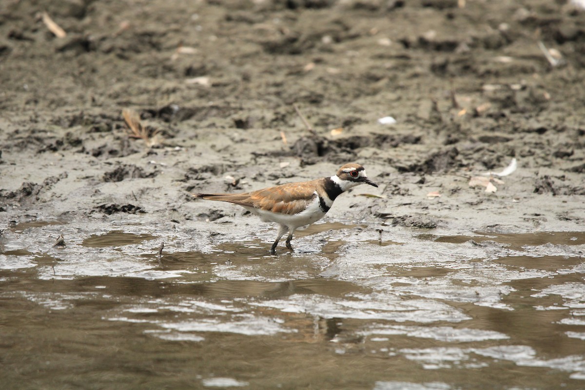 Killdeer - Alejandro Vidal