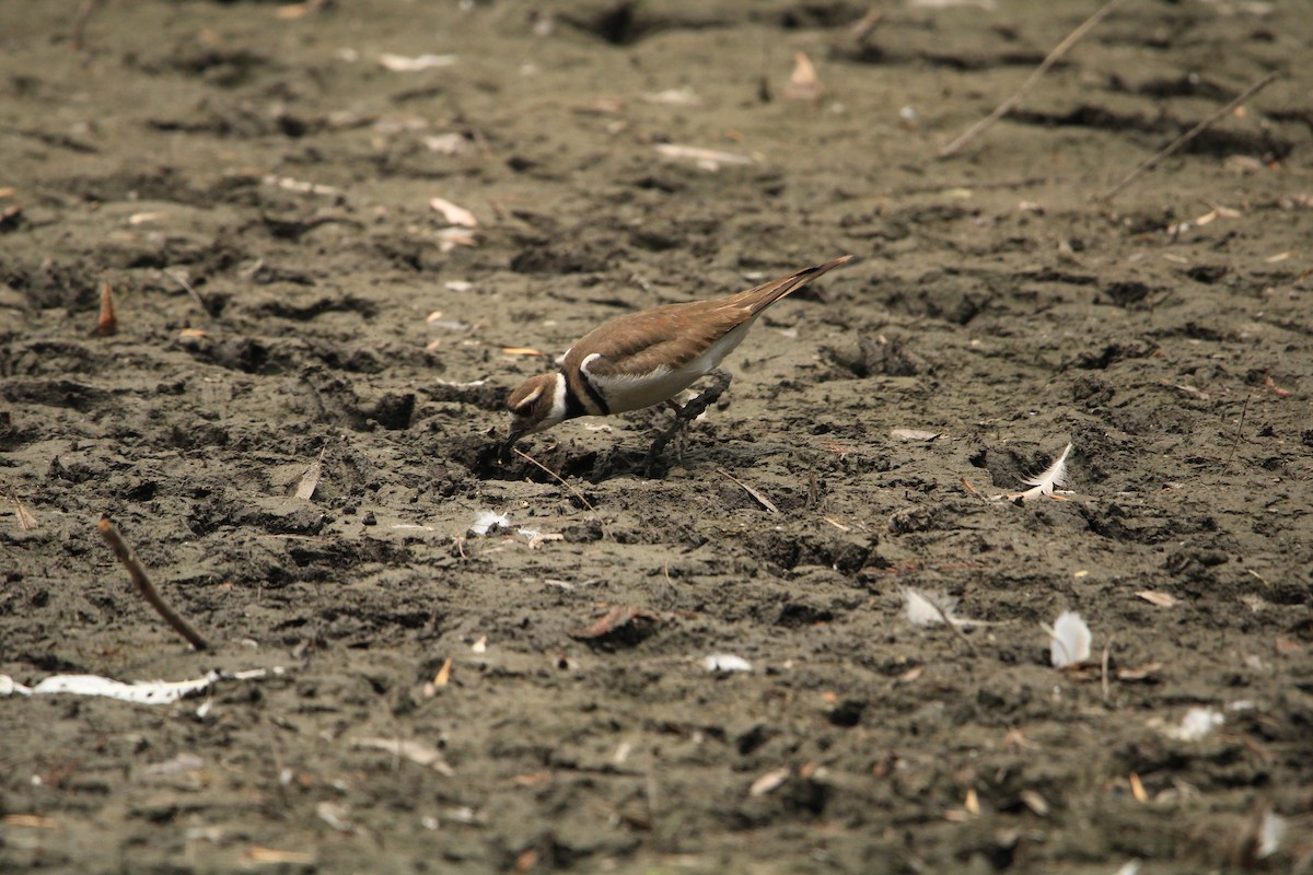 Killdeer - Alejandro Vidal