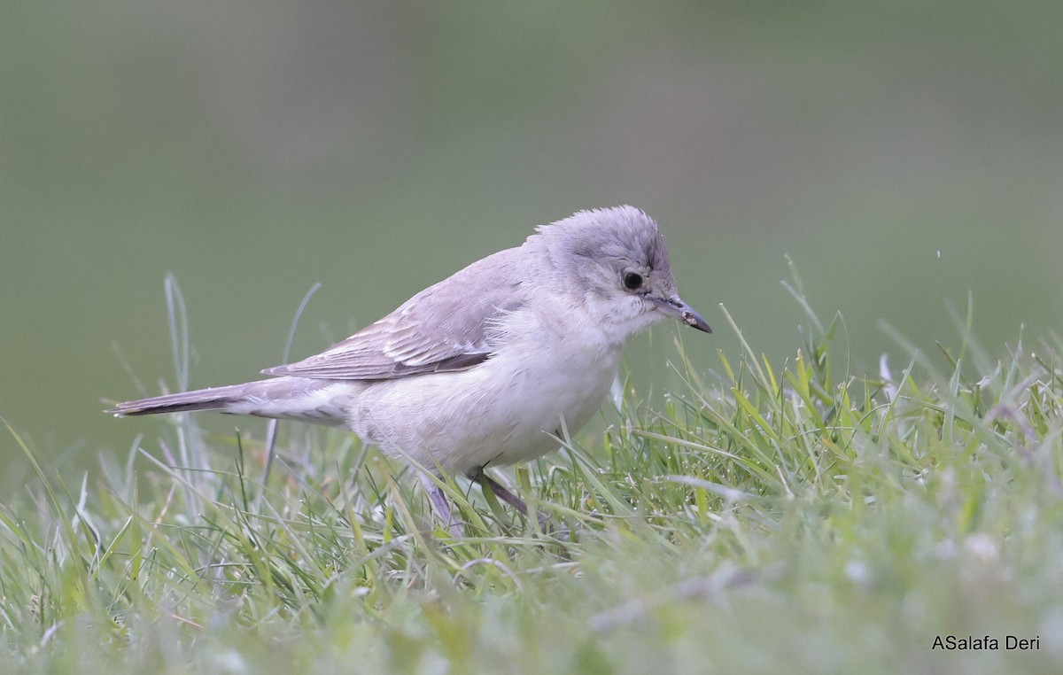 Barred Warbler - Fanis Theofanopoulos (ASalafa Deri)