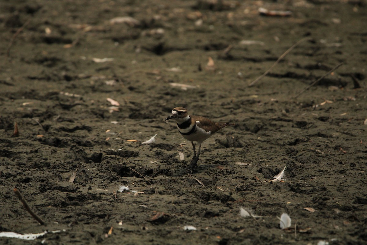 Killdeer - Alejandro Vidal