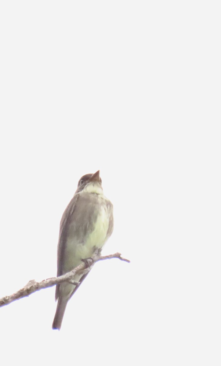 Olive-sided Flycatcher - Nancy Salem