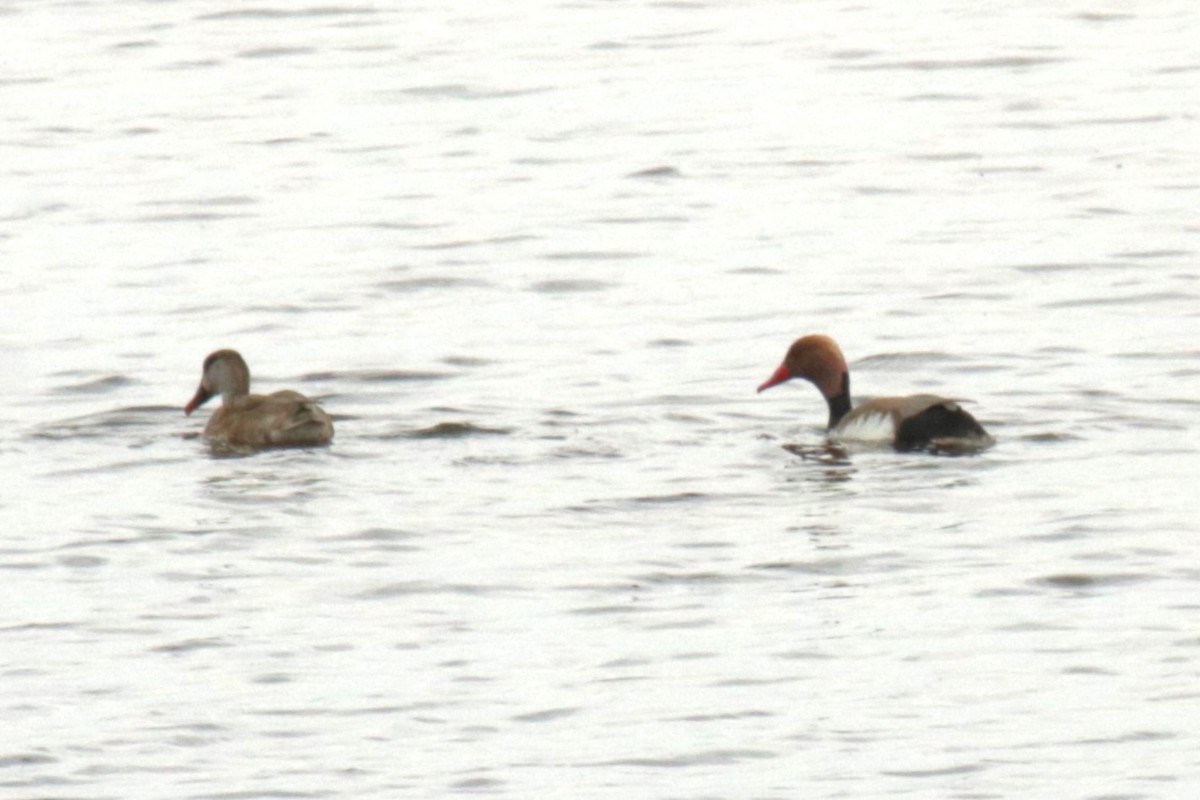 Red-crested Pochard - Jan Roedolf