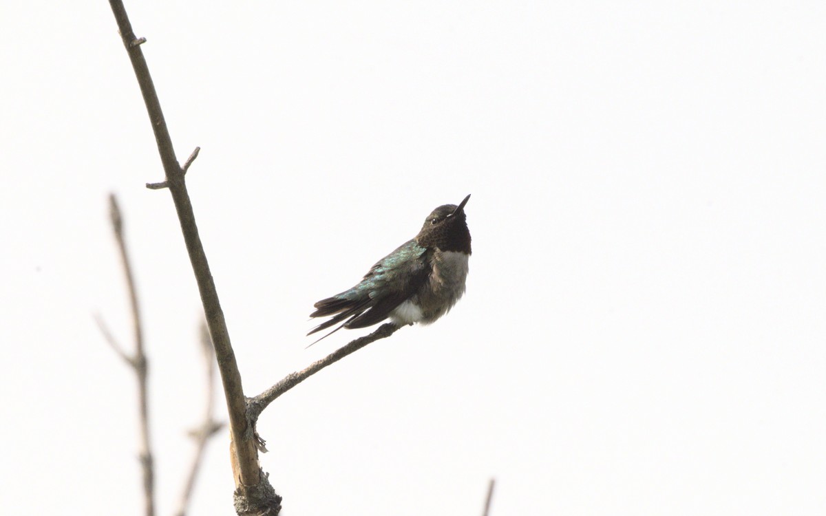 Ruby-throated Hummingbird - ML619182387