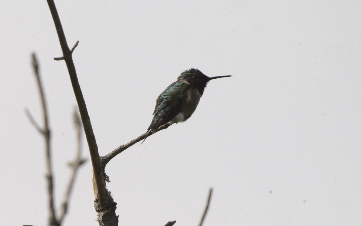 Ruby-throated Hummingbird - ML619182388