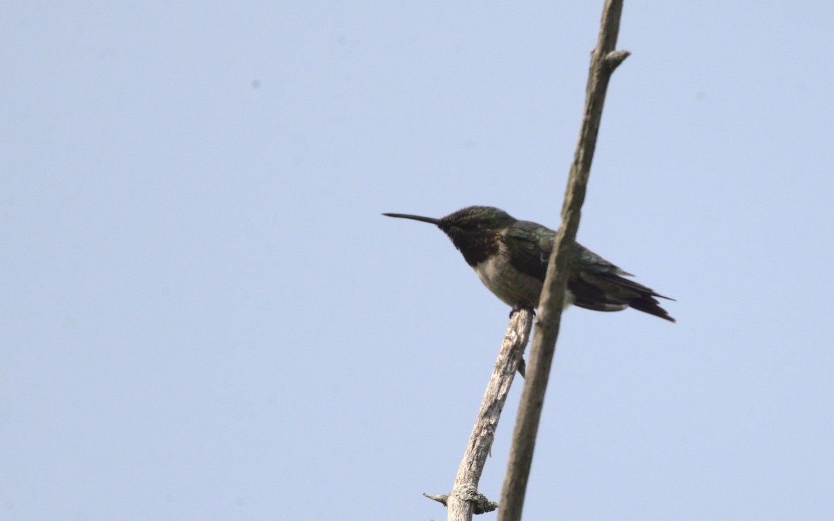 Ruby-throated Hummingbird - ML619182389