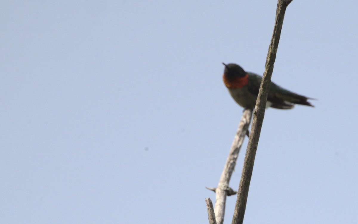 Ruby-throated Hummingbird - ML619182390