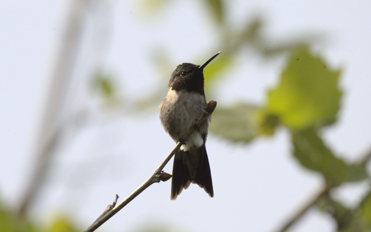 Ruby-throated Hummingbird - ML619182392