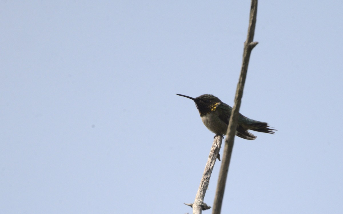 Ruby-throated Hummingbird - George Gerules & Ann Steffen