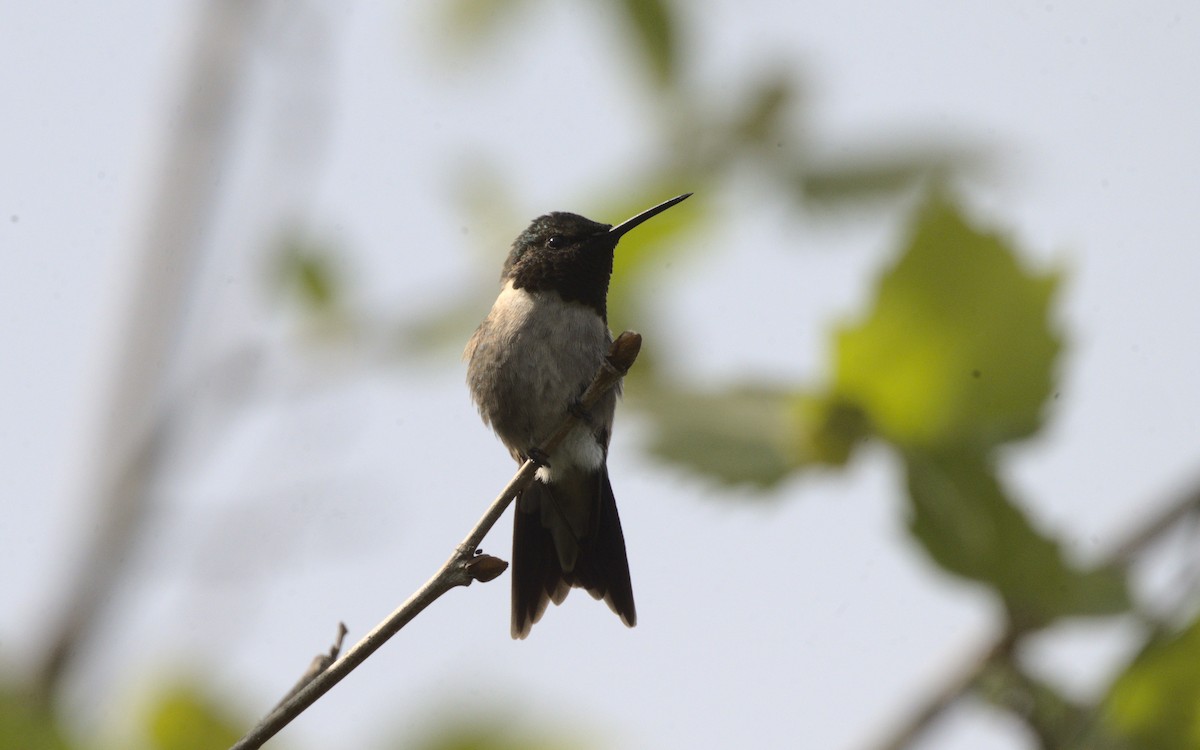 Ruby-throated Hummingbird - ML619182394