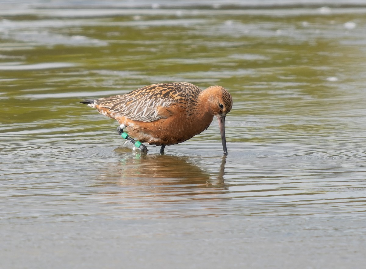 Bar-tailed Godwit - Simon Colenutt