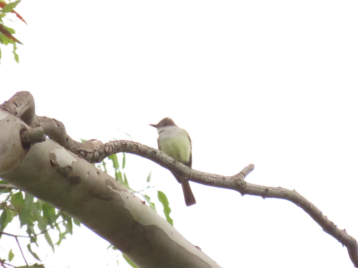 Ash-throated Flycatcher - Nancy Salem