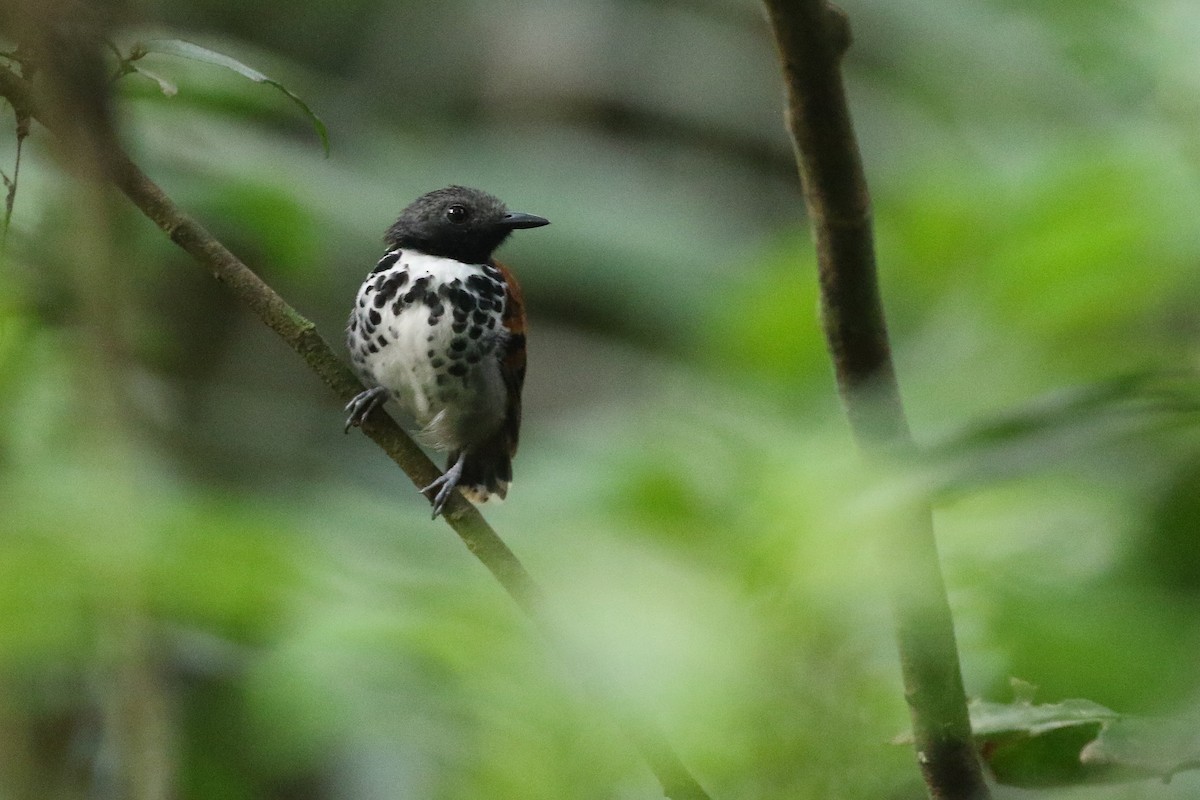 Spotted Antbird - Stu Elsom