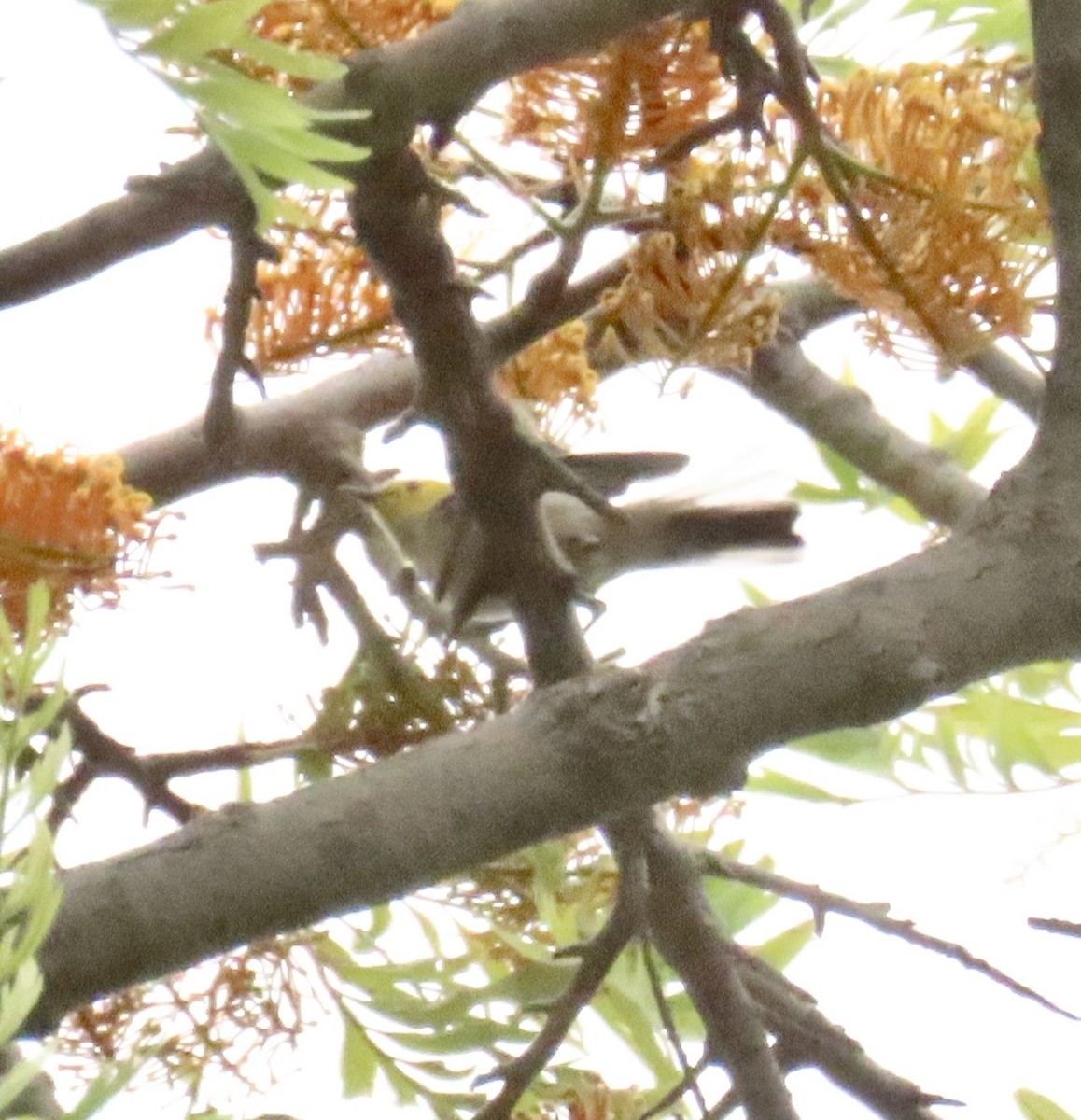 Hermit Warbler - Nancy Salem