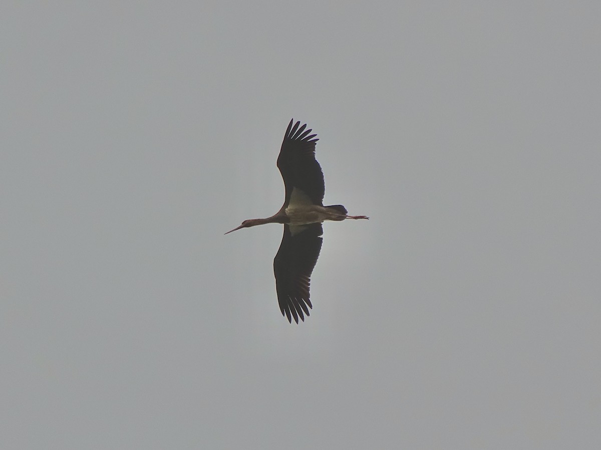 Black Stork - rich g