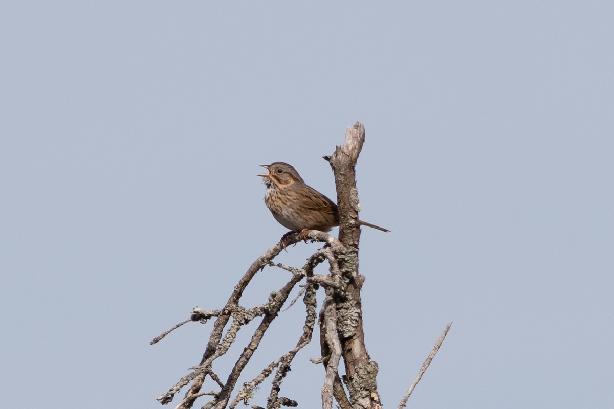 Lincoln's Sparrow - Brenton Reyner