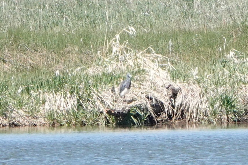 Tricolored Heron - Lisa Wilk