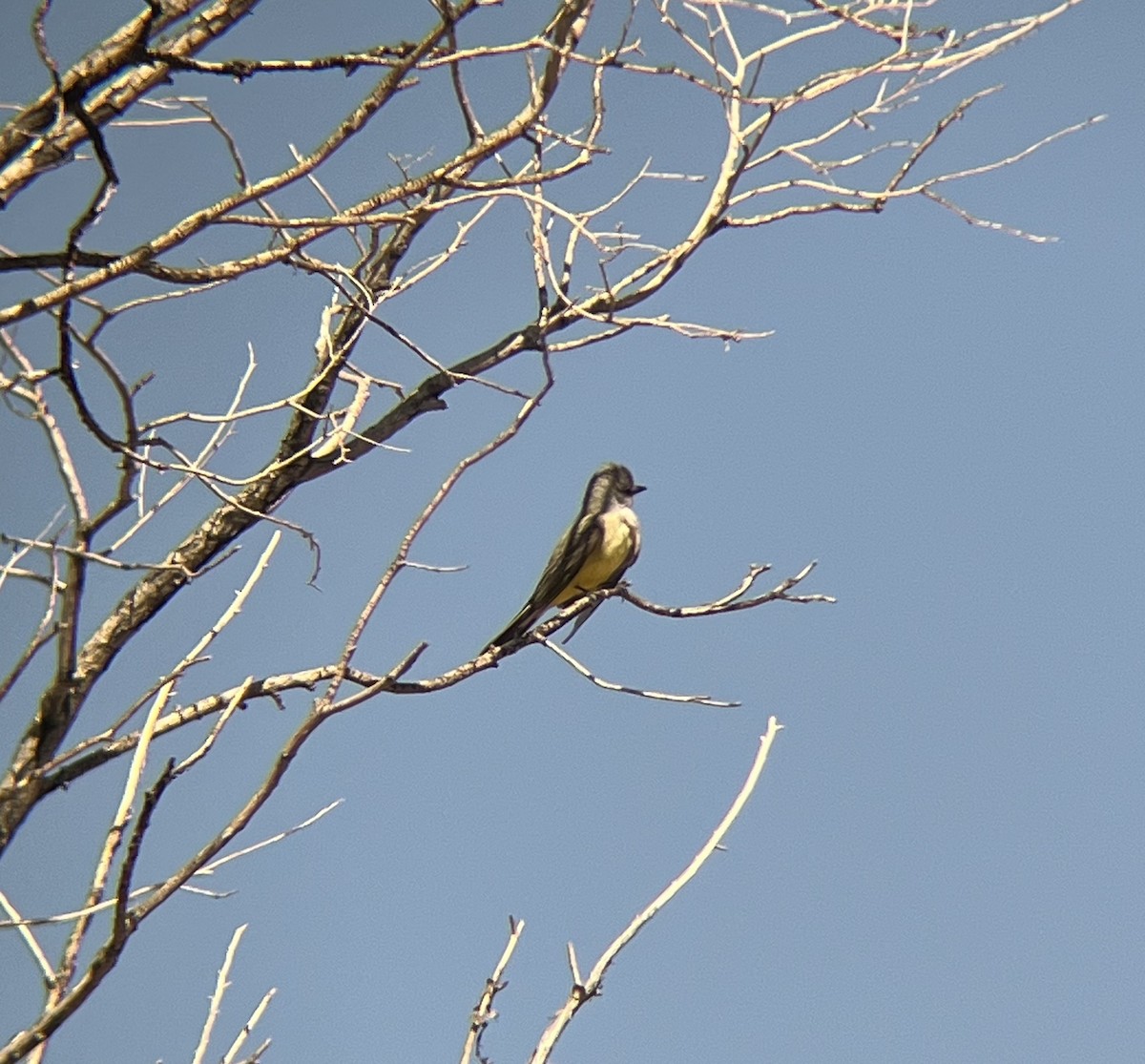 Cassin's Kingbird - Brandon Bogner