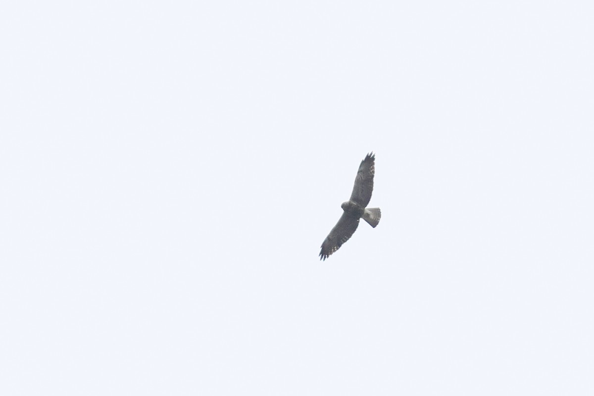 Swainson's Hawk - ML619182492