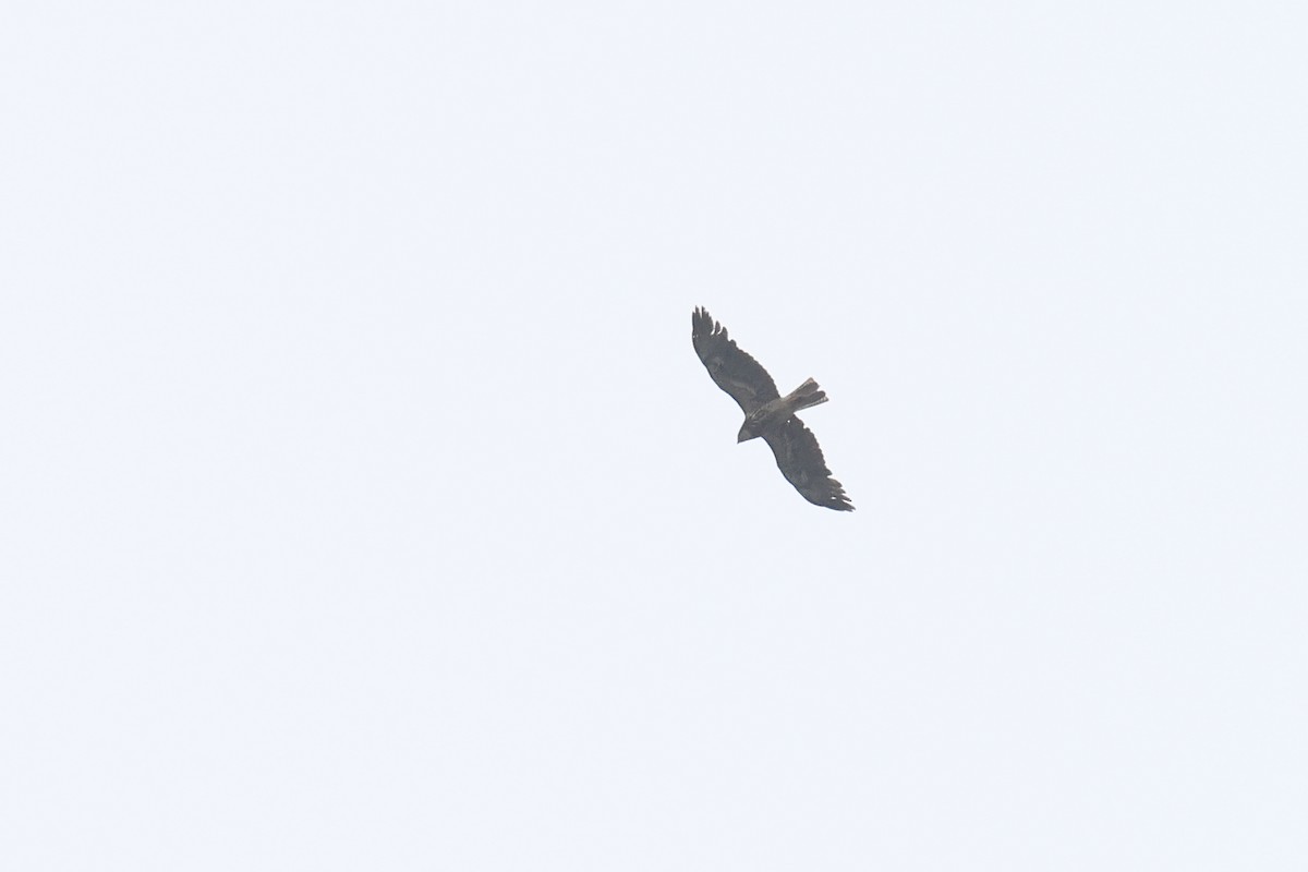 Swainson's Hawk - ML619182495