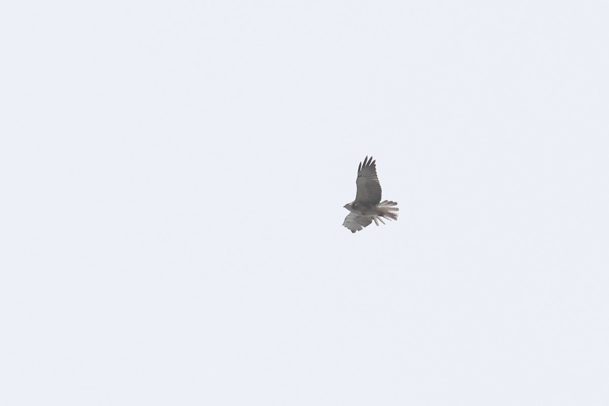 Swainson's Hawk - ML619182496