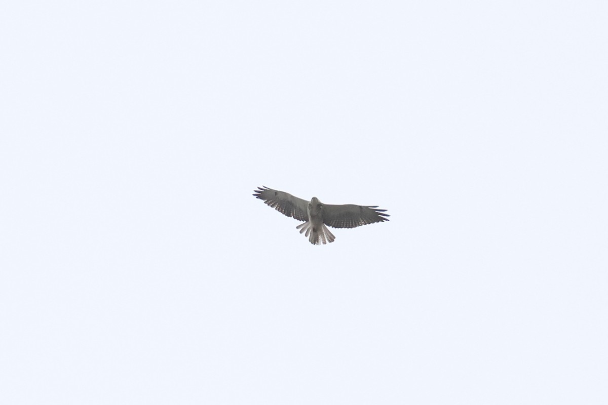 Swainson's Hawk - ML619182498