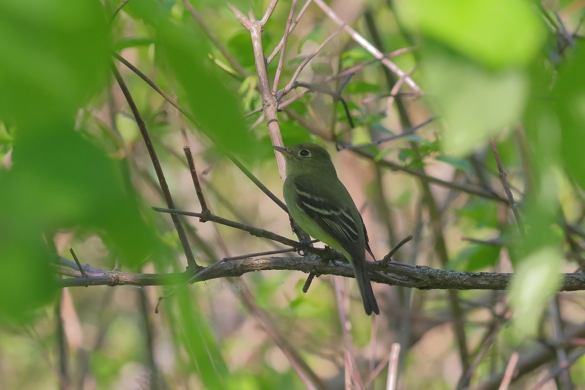 Yellow-bellied Flycatcher - J. Marty Paige