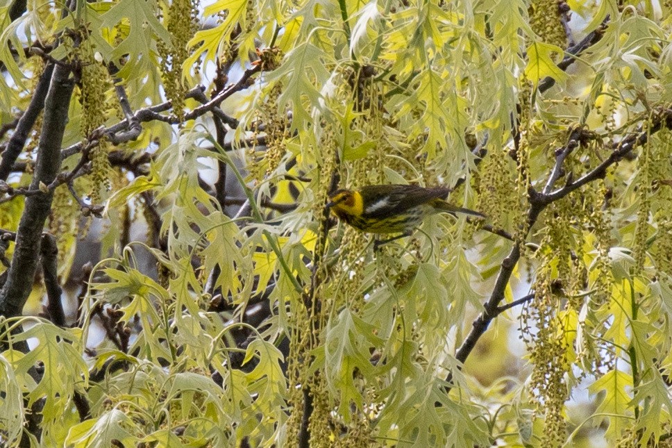 Cape May Warbler - Dan Berard