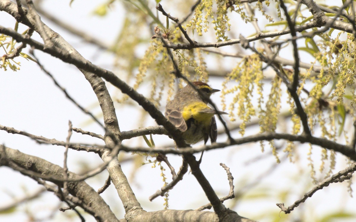 Palm Warbler - ML619182544