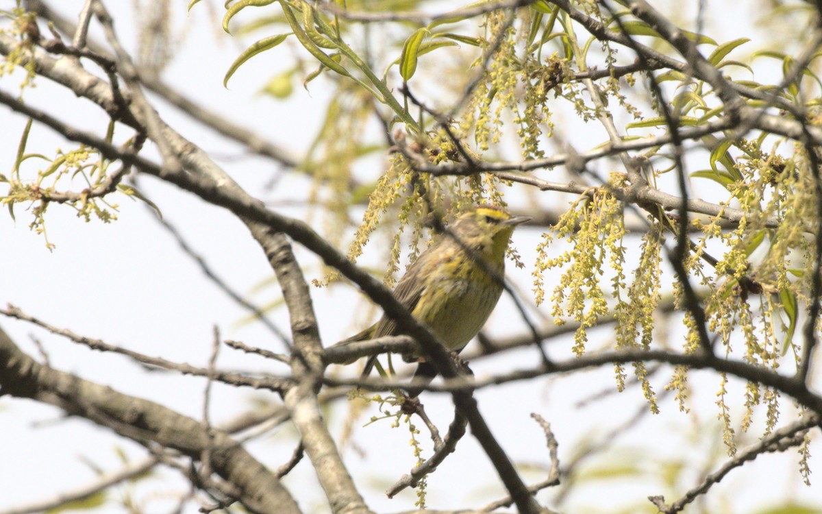 Palm Warbler - ML619182545