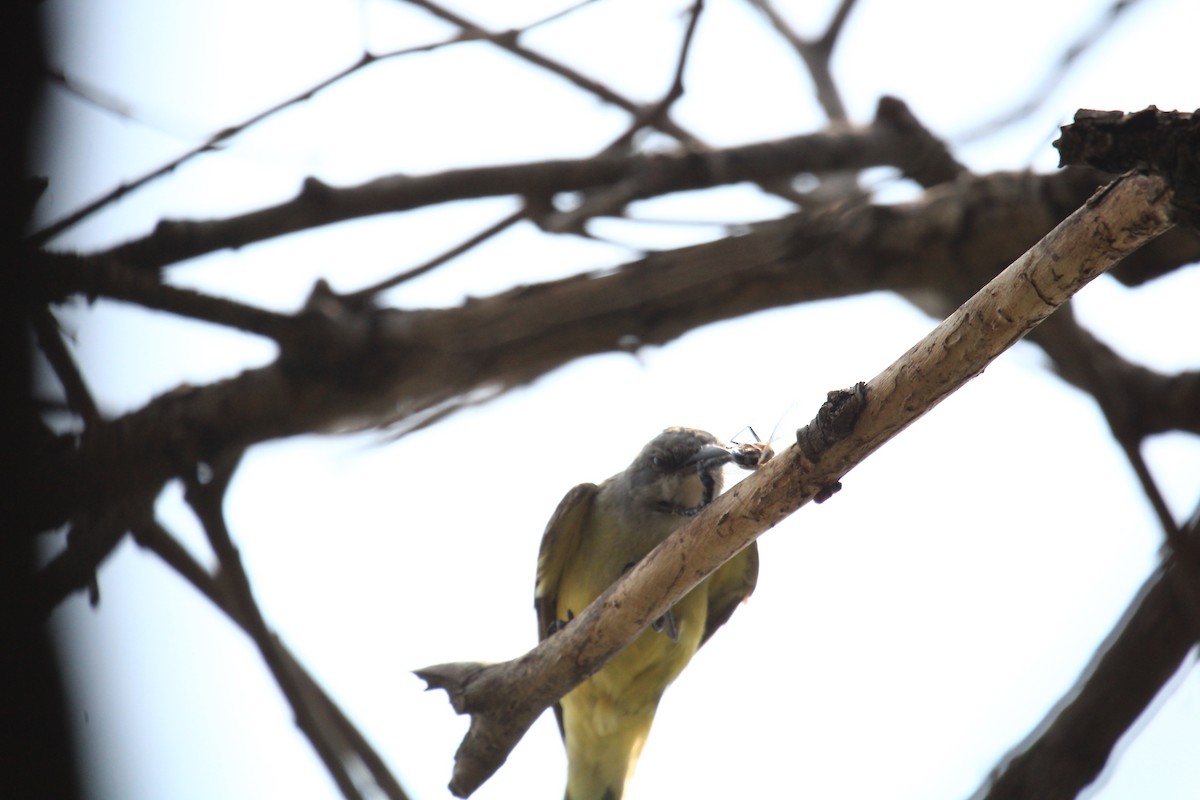 Cassin's Kingbird - Alejandro Vidal